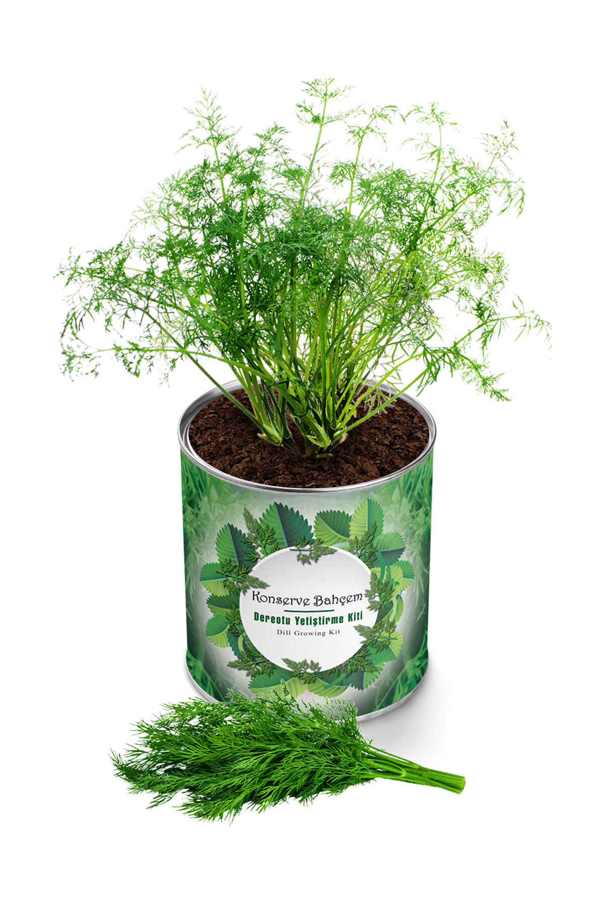 Konserve Dereotu Yetiştirme Kiti KB011