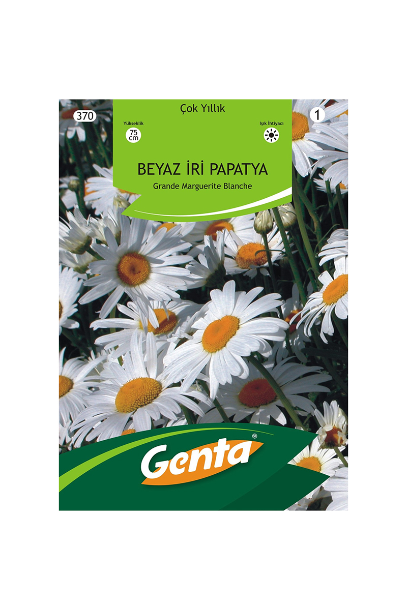 Genta İri Beyaz Papatya Tohumu