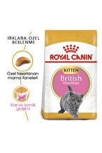 Royal Canin British Shorthair için Yavru Kedi Maması 2kg