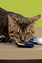 JOYSER Kedi Otlu Yıldırım Şeklinde Peluş Kedi Oyuncağı 7.6 cm