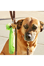 Kikkerland Köpek Tasma Işığı