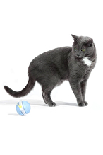 Cheerble Şarjlı Akıllı İneraktif Kedi Salyangoz Oyuncağı 7 x 5 x 5.8 cm
