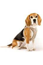 Curli Vest Harness Köpek Göğüs Tasması 26,7x30 cm Bej XXXS