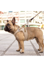 Curli Vest Harness Köpek Göğüs Tasması 26,7x30 cm Bej XXXS