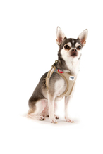 Curli Vest Harness Köpek Göğüs Tasması 38,3x43,3 cm Bej S