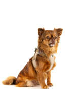 Curli Vest Harness Köpek Göğüs Tasması 49,1x55,4 cm Bej L