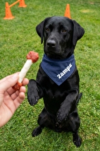 Zampa Köpek Ödül Maması, Ördek Etli Dambıl Ödülü - 75g