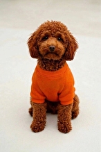 United Colors of Benetton Pet Sweatshirt Turuncu L