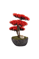 Omnia Calipso Bonsai CLPSBNS031
